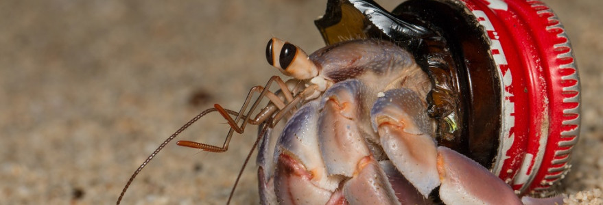 Krab pustelnik w „sztucznej” muszli. Fot. Shawn Miller/Okinawa Nature Photography